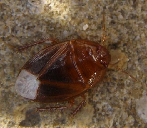 Réf. 93 729 : Macroscytus brunneus
