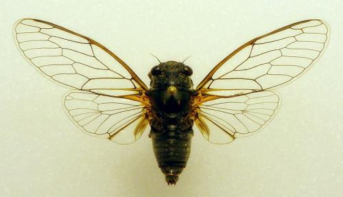 Dimissalna dimissa