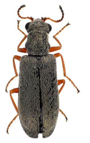 Réf. 93 735 : Danacea pallipes