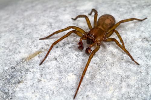 Amaurobius jugorum