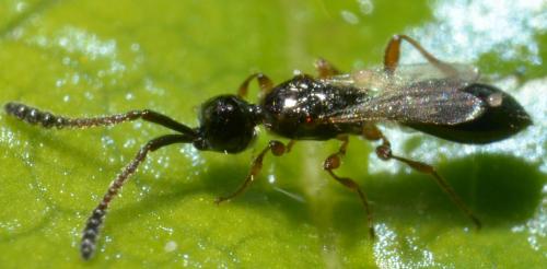 Réf. 93 483 : Spilomicrus sp.