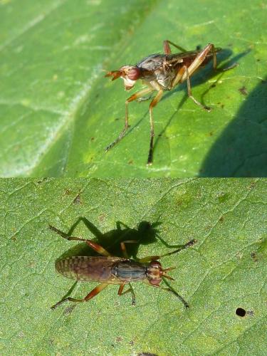 Dichetophora obliterata