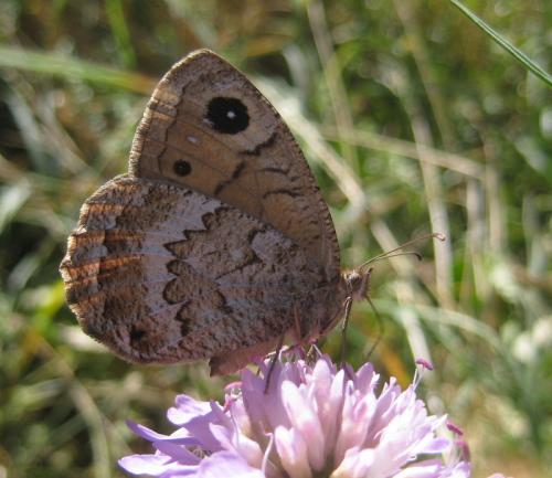 Réf. 93 768 : Satyrus actaea