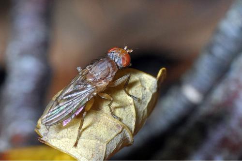 Réf. 93 666 : Pherbellia scutellaris