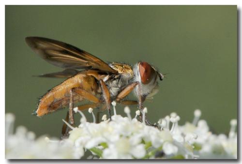 Ectophasia crassipennis