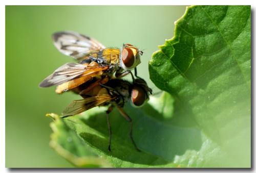 Ectophasia crassipennis