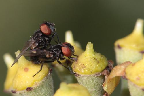 Phasia barbifrons
