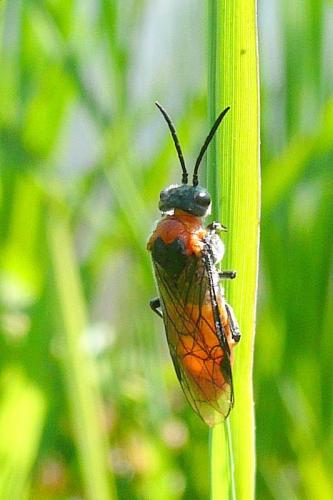 Réf. 93 238 : Dolerus sp.