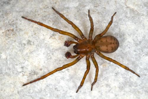 Amaurobius jugorum