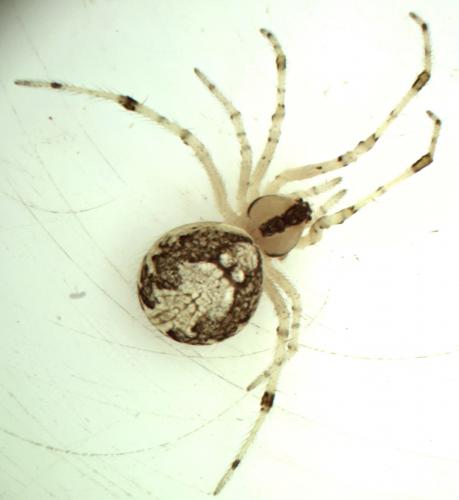 Réf. 93 786 : Theridion varians