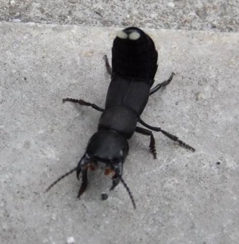 Ocypus sp.