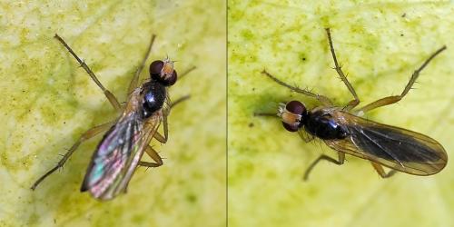 Cordilura albipes