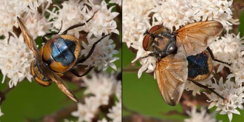 Réf. 93 477 : Phasia aurigera