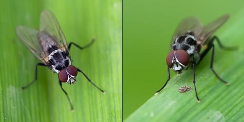 Réf. 93 924 : Anthomyia sp.