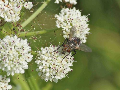 Peleteria iavana