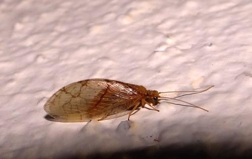 Micromus lanosus