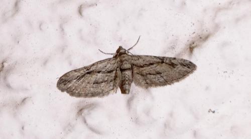 Réf. 93 252 : Eupithecia phoeniceata