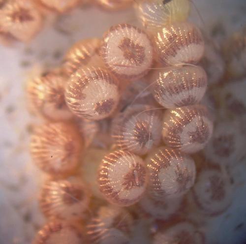 Réf. 93 911 : Trigonophora flammea