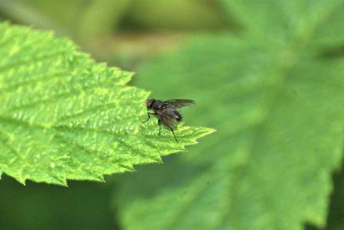 Hebecnema sp.