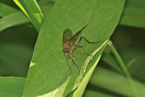 Réf. 93 125 : Rhagio sp.