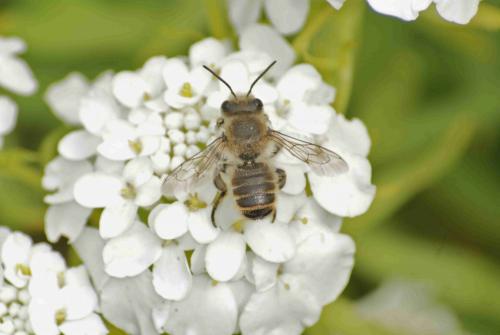 Megachile sp.