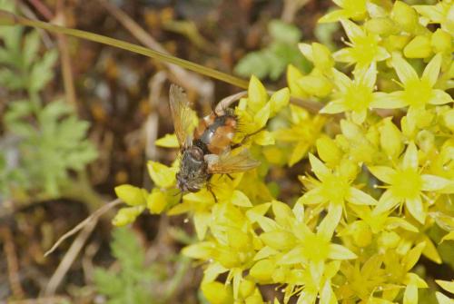 Tachina sp.