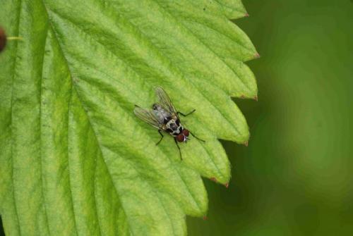 Anthomyia sp.