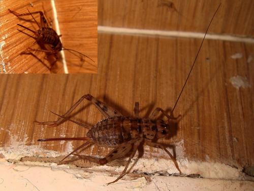 Gryllomorpha dalmatina dalmatina