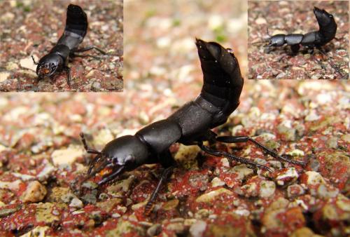 Ocypus sp.