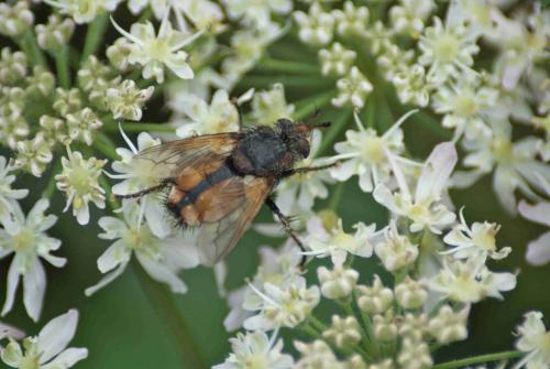 Réf. 93 877 : Tachina magnicornis