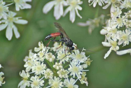 Réf. 93 246 : Stenichneumon culpator