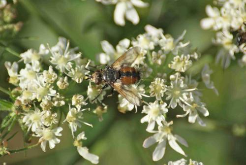 Réf. 93 878 : Tachina magnicornis