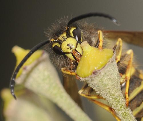Vespula vulgaris