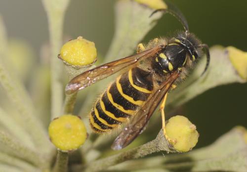 Vespula vulgaris