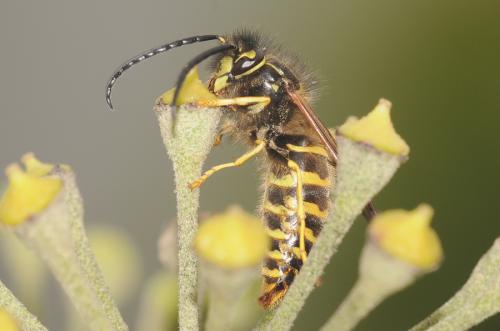 Réf. 93 478 : Vespula vulgaris
