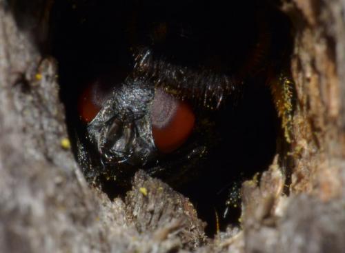 Réf. 93 943 : Protocalliphora sp.