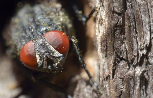Réf. 93 942 : Protocalliphora sp.