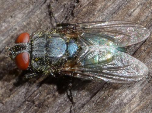 Réf. 93 941 : Protocalliphora sp.