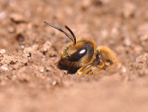 Réf. 93 724 : Halictus scabiosae