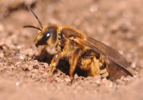 Halictus scabiosae