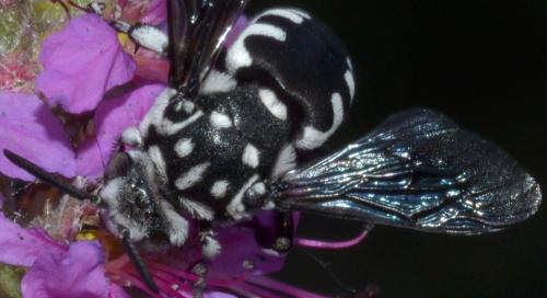 Thyreus ramosus