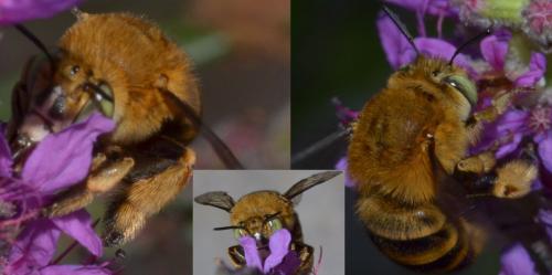Réf. 93 159 : Amegilla garrula