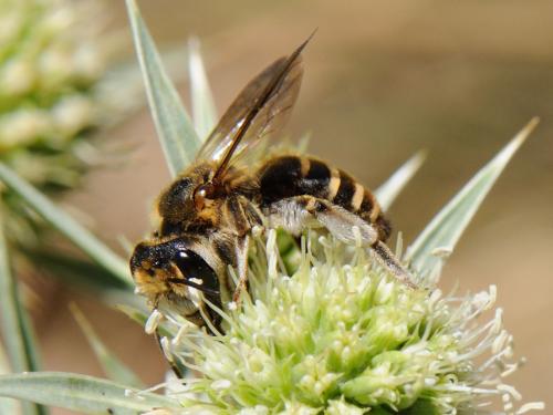 Réf. 93 045 : Andrena variabilis