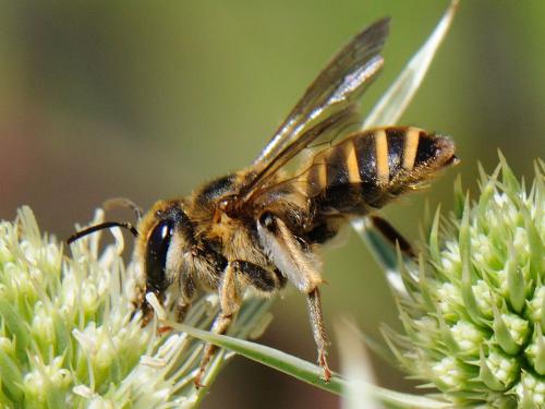 Réf. 93 046 : Andrena variabilis