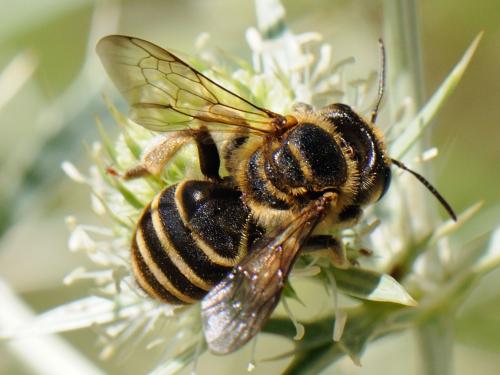 Réf. 93 047 : Andrena variabilis