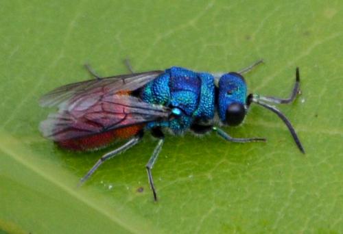 Réf. 93 060 : Chrysis sp.