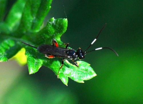 Réf. 93 141 : Cryptinae inconnu