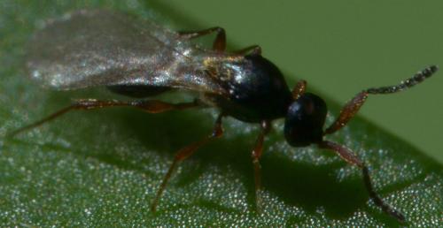 Amblyaspis sp.