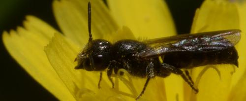 Réf. 93 099 : Chelostoma sp.