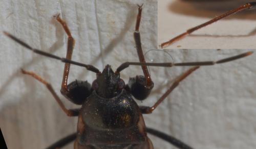 Réf. 93 526 : Eremocoris fenestratus